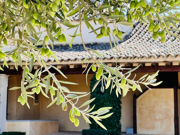 Aceite de oliva virgen extra Romaila